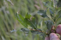Salix starkeana
