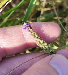 Veronica spicata