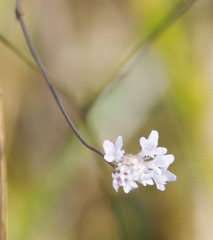 Cephalaria transsylvanica