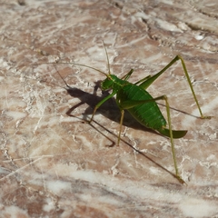 Leptophyes punctatissima