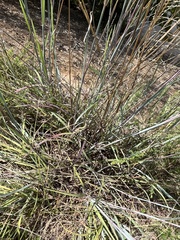 Schizachyrium scoparium