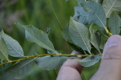 Salix starkeana