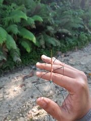 Periphetes graniferum