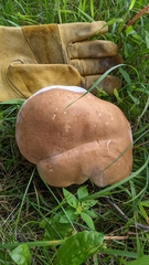 Tylopilus felleus