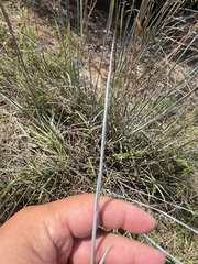 Schizachyrium scoparium