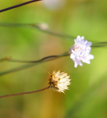 Cephalaria transsylvanica