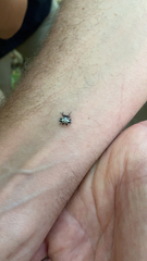 Gasteracantha cancriformis