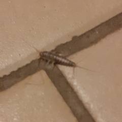 Ctenolepisma longicaudatum