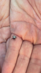 Gasteracantha cancriformis