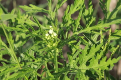 Parthenium bipinnatifidum