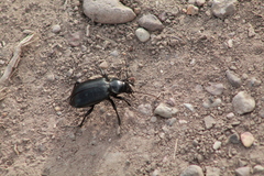 Calosoma