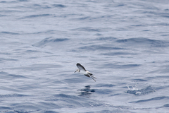 Pelagodroma marina