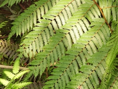 Alsophila spinulosa