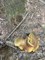 Boletaceae