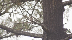 Oriturus superciliosus