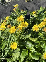 Senecio pseudoarnica