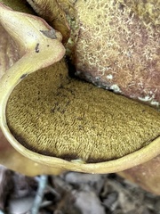 Boletaceae