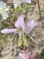 Oenothera pallida