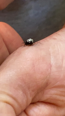 Gasteracantha cancriformis