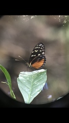 Heliconius
