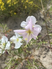 Oenothera pallida