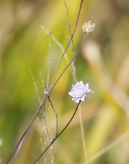 Cephalaria transsylvanica