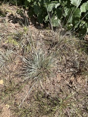 Schizachyrium scoparium