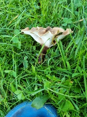 Hohenbuehelia petaloides