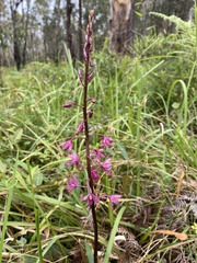 Dipodium