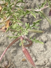 Oenothera pallida