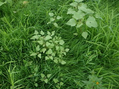 Xanthium orientale riparium