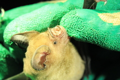 Hipposideros larvatus