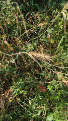 Elymus canadensis