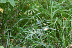 Anemonastrum crinitum