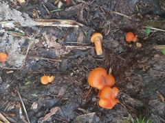 Hygrocybe miniata