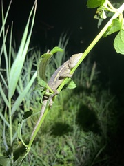 Diploderma swinhonis