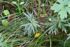 Anemonastrum crinitum