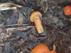 Hygrocybe miniata
