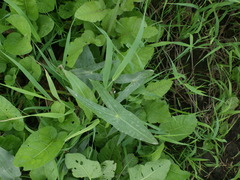Sagittaria sagittifolia