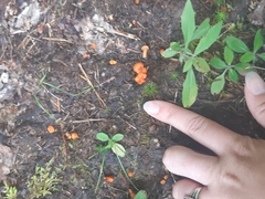 Hygrocybe miniata