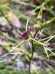 Cryptostylis leptochila