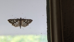 Lygropia rivulalis