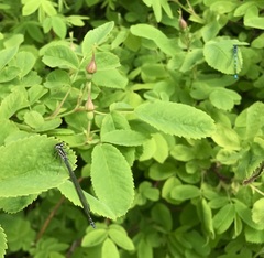 Coenagrion pulchellum