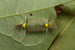 Lepidoptera