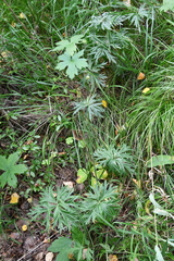 Anemonastrum crinitum