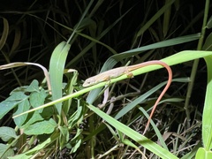 Takydromus stejnegeri