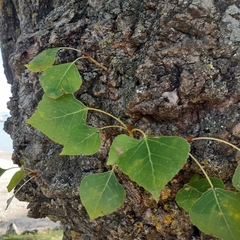 Populus tremula