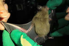 Hipposideros larvatus