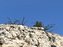 Fouquieria splendens