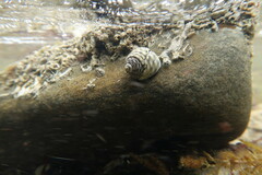 Austrocochlea constricta